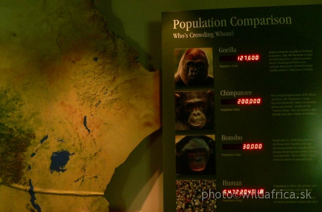 congo edu 19.jpg - Increasing number of humans and decreasing number of all African apes.